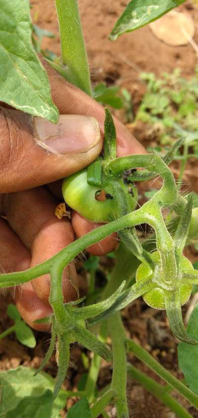 ಹೆಲಿಕೋವರ್ಪಾ ಕ್ಯಾಟರ್ ಪಿಲ್ಲರ್ - ಟೊಮೆಟೊ