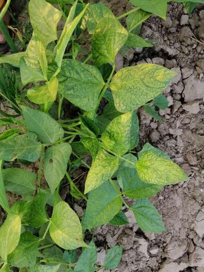 Bean Common Mosaic Virus - Bean