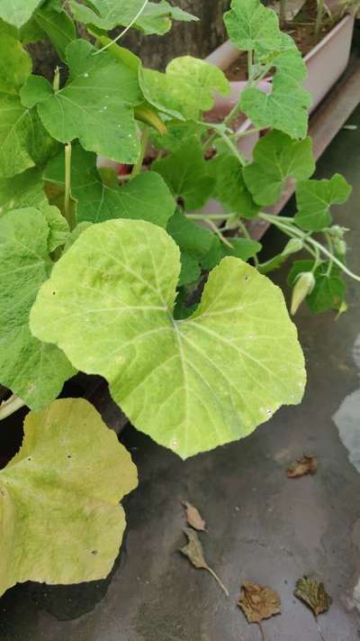 Nitrogen Deficiency - Pumpkin