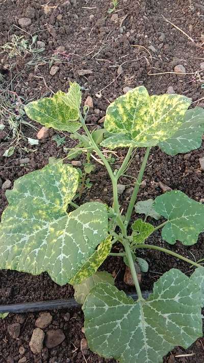 Cucumber Mosaic Virus - Pumpkin