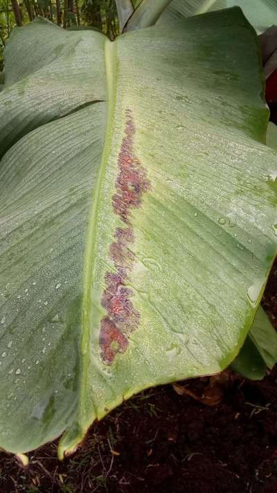 Phosphorus Deficiency - Banana