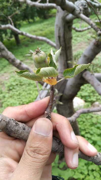 Mealybug - Apple