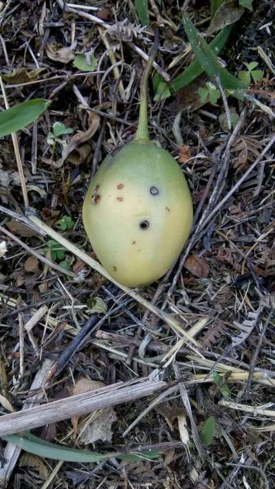 Gusano bellotero del algodón - Tomate