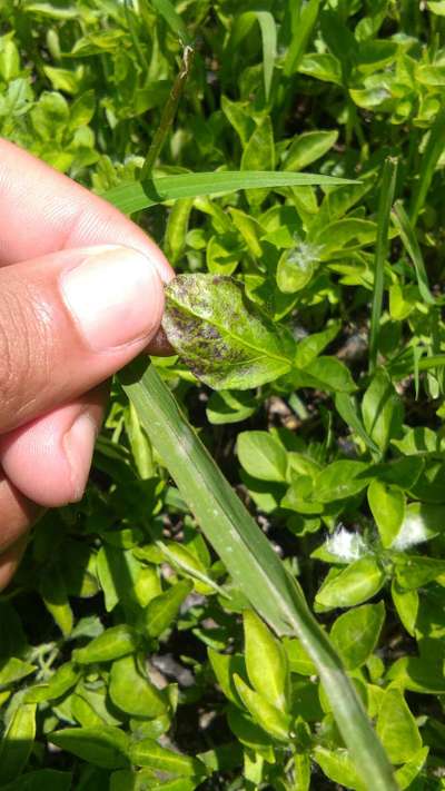 Gray Leaf Spot - Capsicum & Chilli