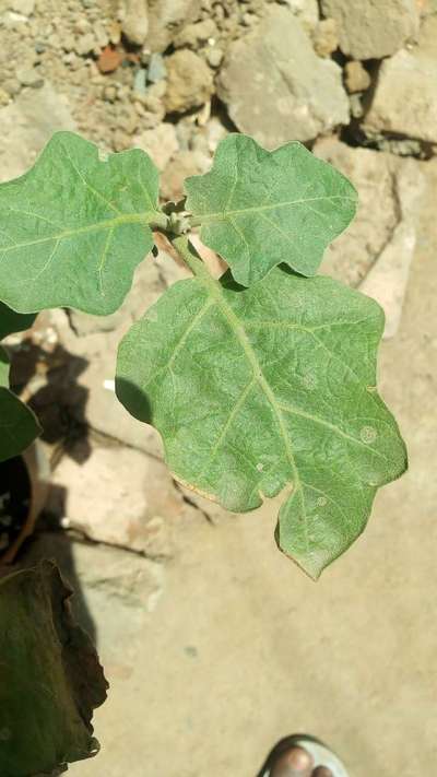 Spider Mites - Brinjal