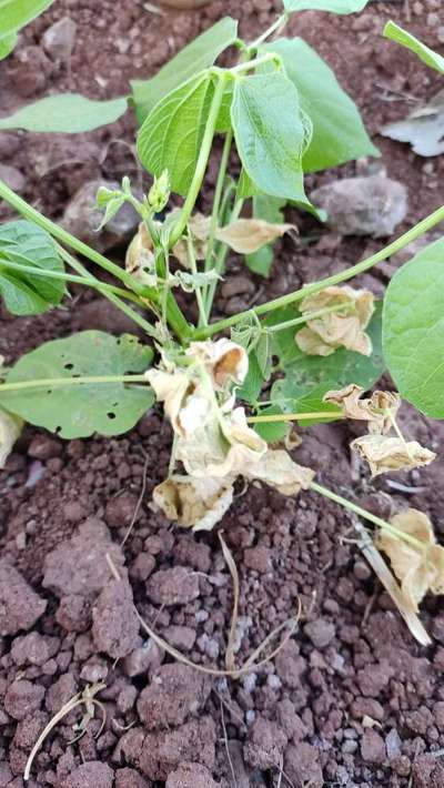 Powdery Mildew - Bean