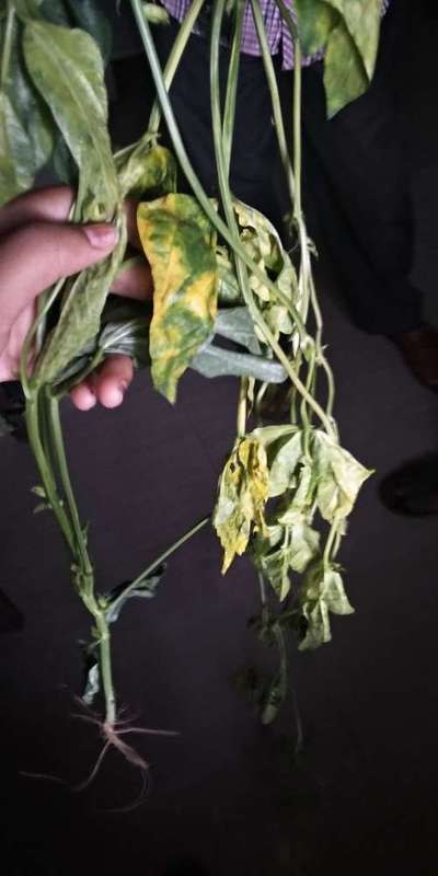 Powdery Mildew - Bean