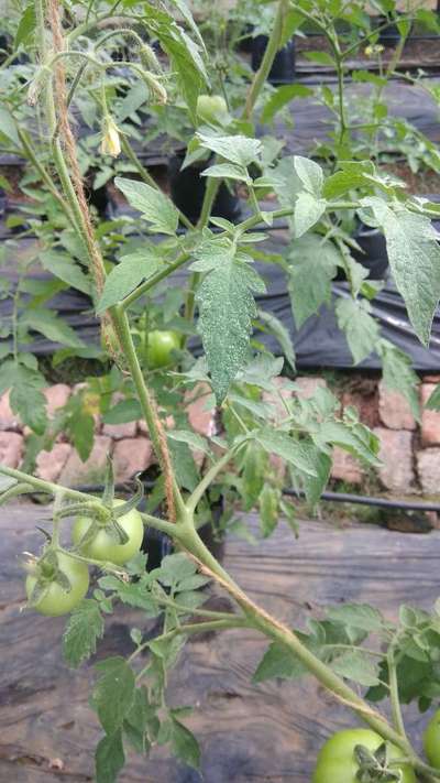 Powdery Mildew - Tomato