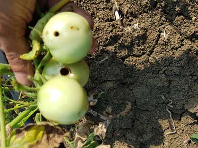 Tobacco Caterpillar - Tomato