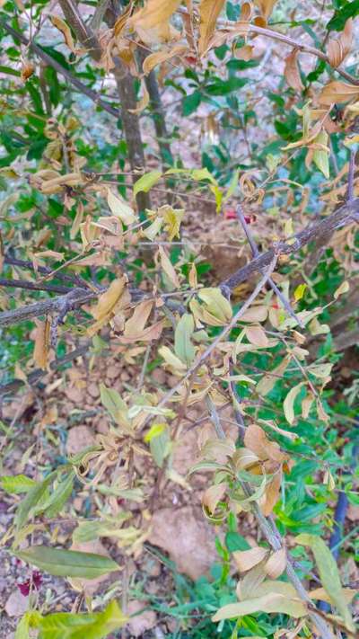 Pomegranate Wilt - Pomegranate