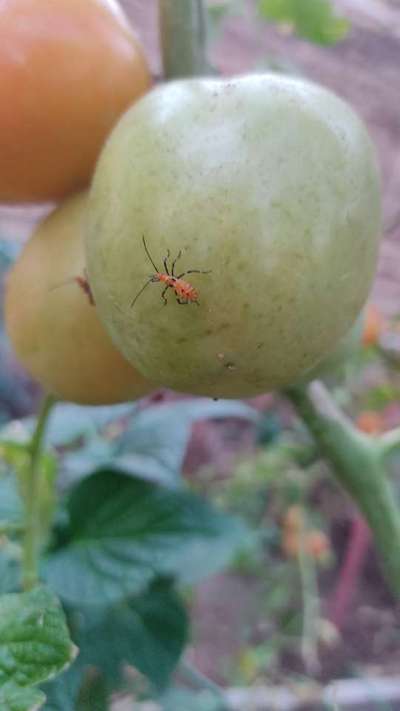 Teñidor de algodón - Tomate