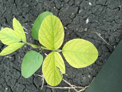 Iron Deficiency - Soybean