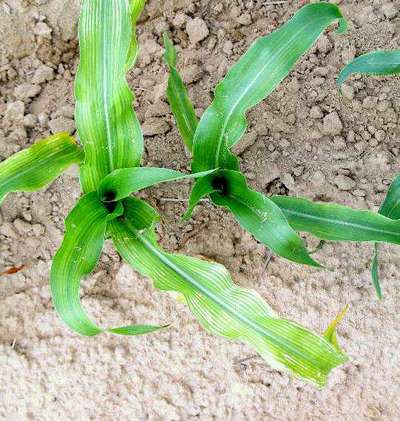 Magnesium Deficiency - Maize