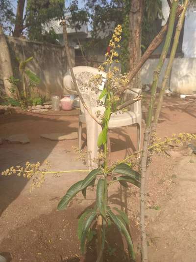 Powdery Mildew of Mango - Mango