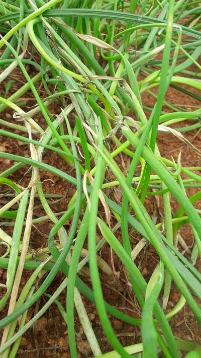 ஃபுசேரியம் வாடல் நோய் - வெங்காயம்