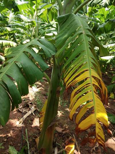 Nitrogen Deficiency - Banana