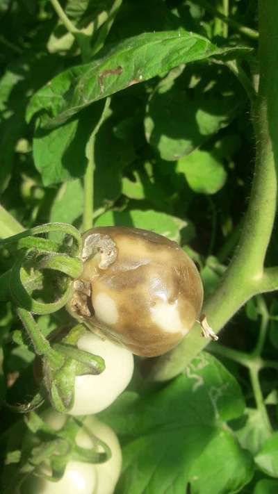 Sunburn - Tomato