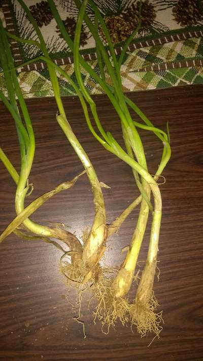 Boron Deficiency - Onion