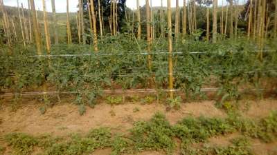 Mancha-de-septoria / Septoriose - Tomate