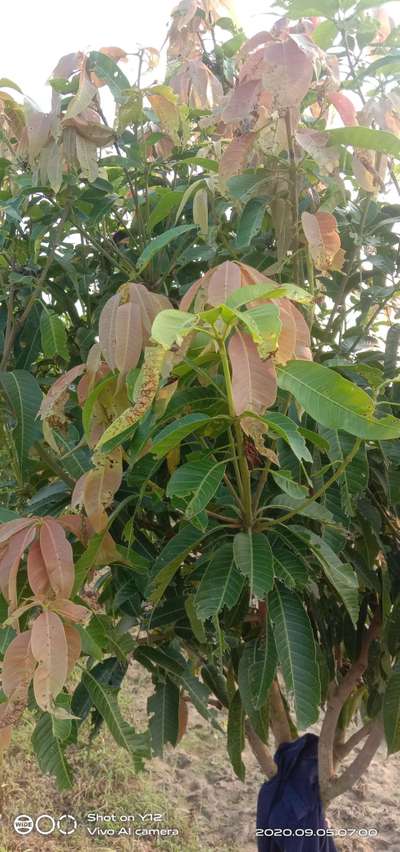 Mango Bud Mite - आम