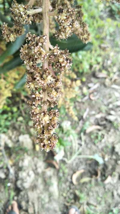 Anthracnose of Papaya and Mango - Mango