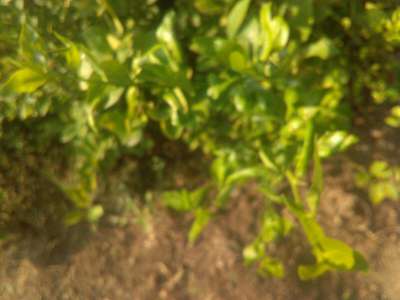 Peach Leaf Curl - ಸಿಟ್ರಸ್ (ನಿಂಬೆ, ಕಿತ್ತಳೆ ಹಾಗು ಇತರ ನಿಂಬೆ ಜಾತಿ ಬೆಳೆಗಳು)