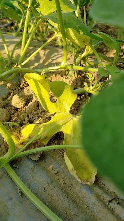 Nitrogen Deficiency - Melon