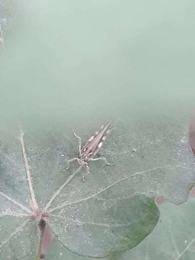 Short horned Grasshopper and Locust - Cotton