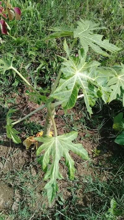 পেঁপের মোজাইক ভাইরাস রোগ - পেঁপে