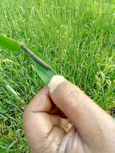 ভুট্টার লেদাপোকা - ভুট্টা