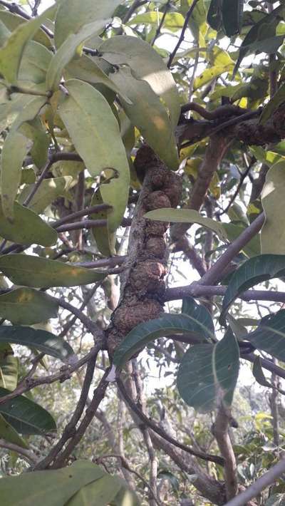 Olive Knot - Mango