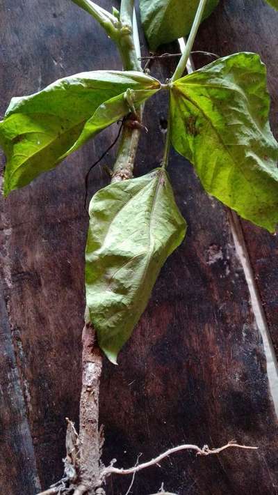 Foot and Collar Rot - Bean