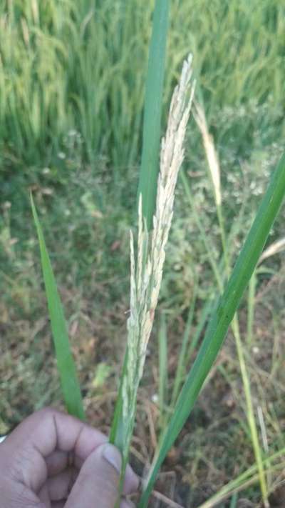 Asiatic Rice Borer - Rice