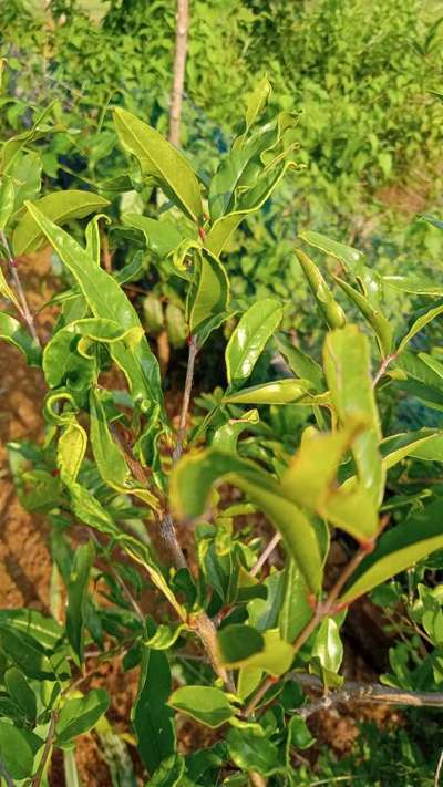 থ্রিপস - ডালিম