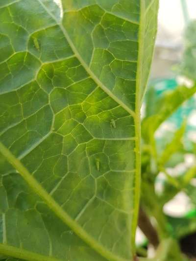 Leafhoppers and Jassids - Okra