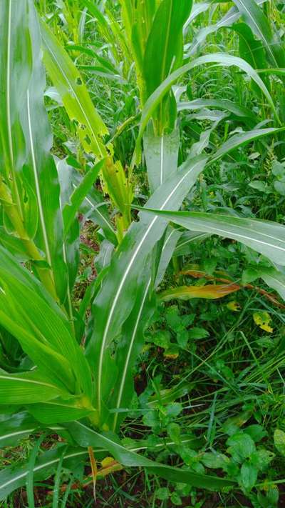 Fall Armyworm - Maize