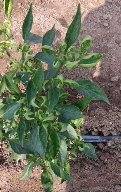 Chilli Leaf Curl Virus - Capsicum & Chilli