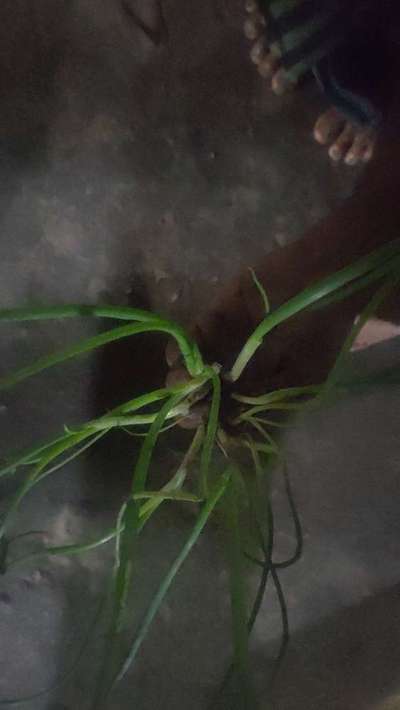 ಬೋರಾನ್ ಕೊರತೆ - ಈರುಳ್ಳಿ