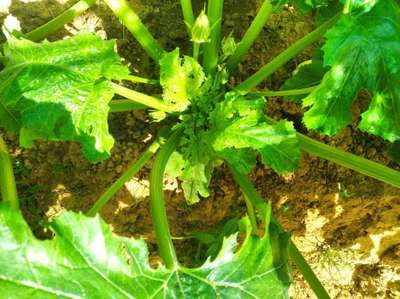 Spider Mites - Zucchini