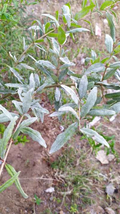 Powdery Mildew - Pomegranate