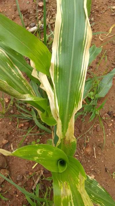 ಮೆಕ್ಕೆಜೋಳದ ಸದರ್ನ್ ಲೀಫ್ ಬ್ಲೈಟ್ - ಮೆಕ್ಕೆ ಜೋಳ