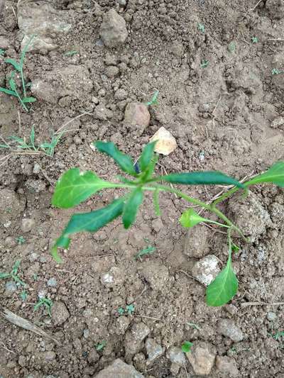 Brown Mite - కాప్సికమ్ మరియు మిరప