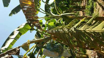 Sigatoka Amarela - Banana