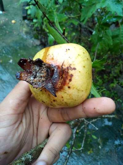 ডালিমের ফোস্কা রোগ - ডালিম