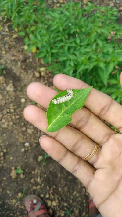 హెలికోవేర్పా గొంగళి పురుగులు - కాప్సికమ్ మరియు మిరప