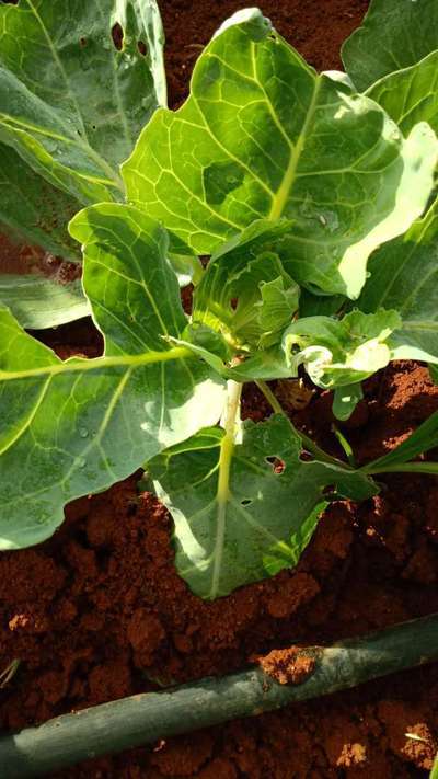 ಎಲೆಕೋಸು ಪತಂಗ ( ಕ್ಯಾಬೇಜ್ ಮಾತ್) - ಎಲೆಕೋಸು