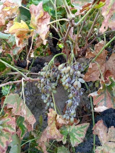 Leafhoppers and Jassids - Grape