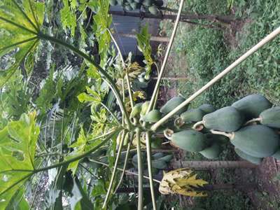 পেঁপের মোজাইক ভাইরাস রোগ - পেঁপে