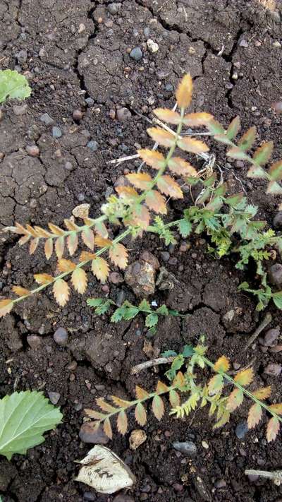 Potassium Deficiency - Chickpea & Gram