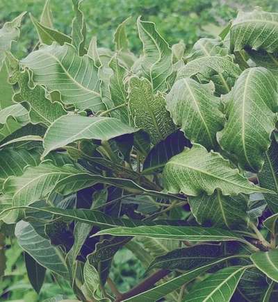 Boron Deficiency - Mango